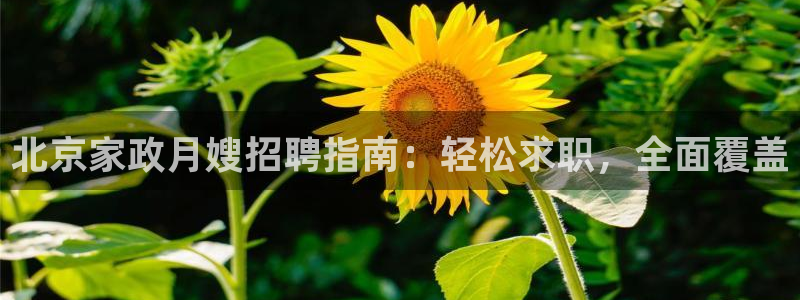 杏悦平台代理注册流程